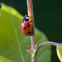 Buy canvas prints of Seven-Spotted Ladybird by Arterra 