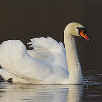 Buy canvas prints of Mute Swan Swimming by Arterra 