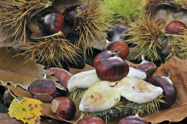 Chestnuts on the Forest Floor Picture Board by Arterra 