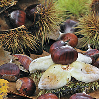 Buy canvas prints of Chestnuts on the Forest Floor by Arterra 