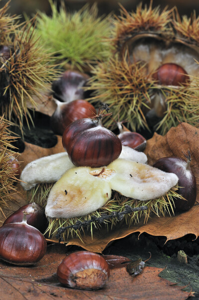 Sweet Chestnuts in Autumn Wood Picture Board by Arterra 