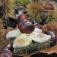 Buy canvas prints of Sweet Chestnuts in Autumn Wood by Arterra 