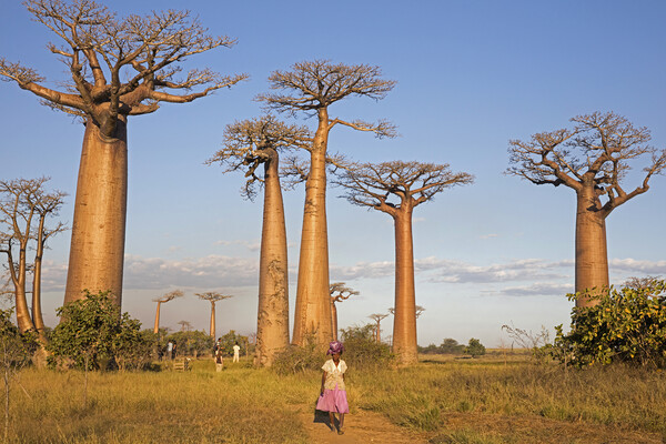 Alley of the Baobabs, Madagascar Picture Board by Arterra 