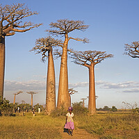 Buy canvas prints of Alley of the Baobabs, Madagascar by Arterra 