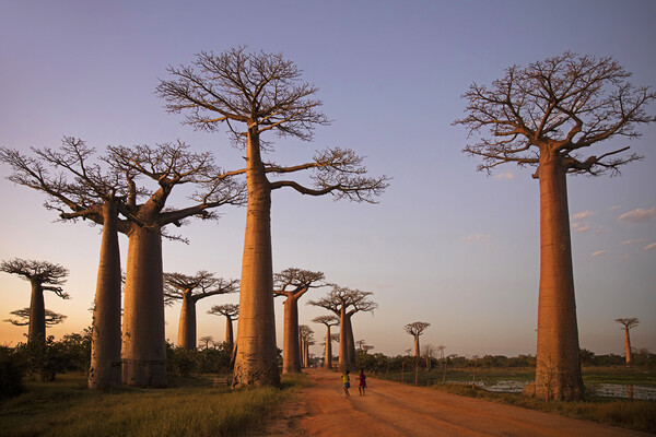 Avenue of the Baobabs at Sunset, Madagascar Picture Board by Arterra 