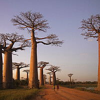 Buy canvas prints of Avenue of the Baobabs at Sunset, Madagascar by Arterra 