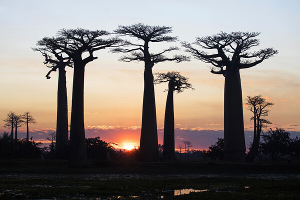 Baobab Silhouettes at Sunset Picture Board by Arterra 