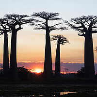 Buy canvas prints of Baobab Silhouettes at Sunset by Arterra 