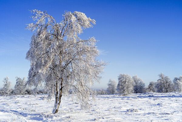 Downy Birch Tree in Moorland In Winter Picture Board by Arterra 