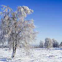Buy canvas prints of Downy Birch Tree in Moorland In Winter by Arterra 