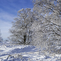 Buy canvas prints of Moor Birch Trees Covered in White Frost by Arterra 