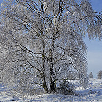 Buy canvas prints of Birch Trees Covered in Hoar Frost in Winter by Arterra 