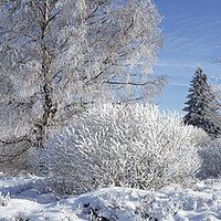 Buy canvas prints of Norway Spruces and Birch Trees in Winter by Arterra 