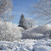 Buy canvas prints of Birch Trees Covered in Hoar Frost in Winter by Arterra 