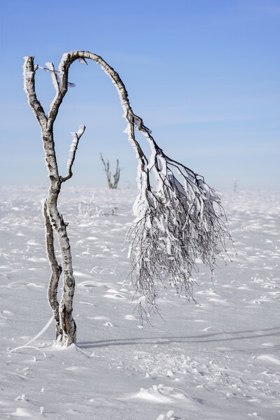 Windswept Birch Tree on Moorland in Winter Picture Board by Arterra 