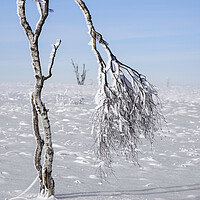 Buy canvas prints of Windswept Birch Tree on Moorland in Winter by Arterra 