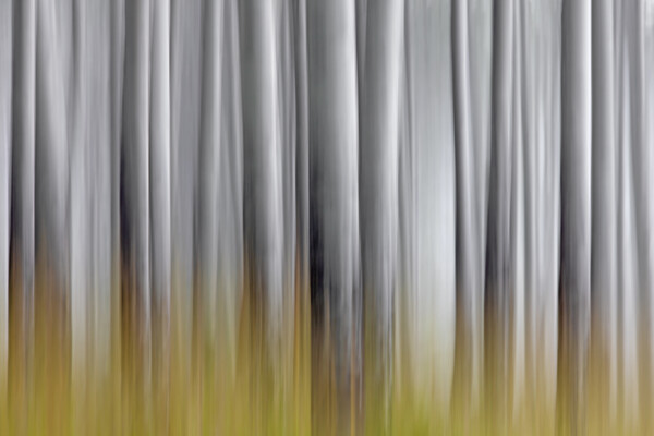 Abstract of White Tree Trunks in Woodland Picture Board by Arterra 