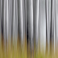 Buy canvas prints of Abstract of White Tree Trunks in Woodland by Arterra 