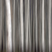 Buy canvas prints of Abstract Trees in Wood by Arterra 