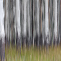 Buy canvas prints of Abstract Forest by Arterra 