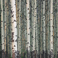Buy canvas prints of White Poplars in Forest by Arterra 