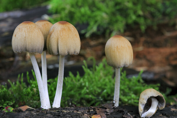Mica Cap Mushrooms Picture Board by Arterra 