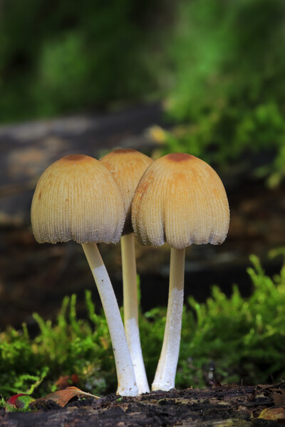 Glistening Inky Cap Fungi Picture Board by Arterra 
