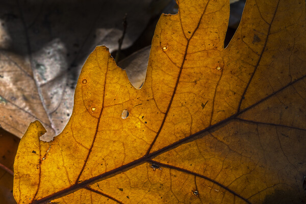 Sunlit Fallen Oak Leaf on the Forest Floor Picture Board by Arterra 