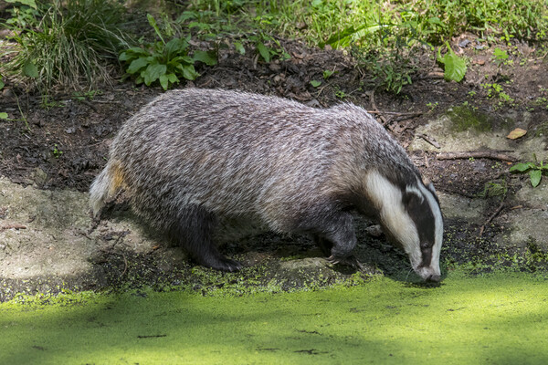 Badger Drinking from Pond Picture Board by Arterra 