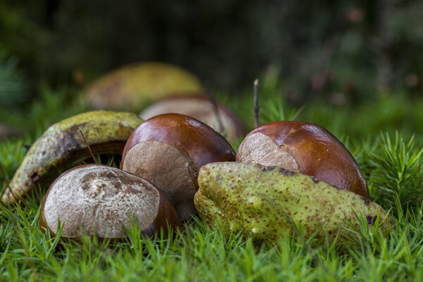 Fallen Horse-Chestnuts Picture Board by Arterra 