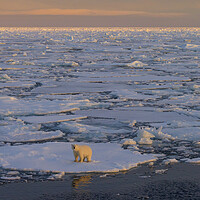 Buy canvas prints of Polar Bear on Drift Ice at Sunset by Arterra 
