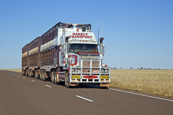 Livestock Road Train, Australia Picture Board by Arterra 
