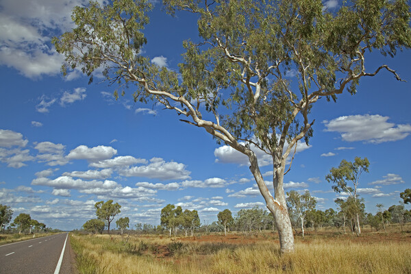 Eucalyptus Tree, Australia Picture Board by Arterra 
