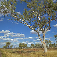 Buy canvas prints of Eucalyptus Tree, Australia by Arterra 