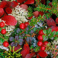 Buy canvas prints of Alaskan Berries in Autumn by Arterra 