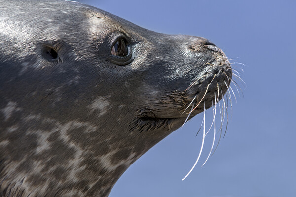 Scottish Common Seal  Picture Board by Arterra 