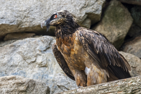 Bearded Vulture Picture Board by Arterra 
