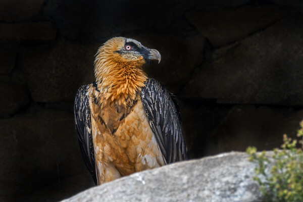 Bearded Vulture in the Pyrenees Picture Board by Arterra 