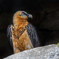 Buy canvas prints of Bearded Vulture in the Pyrenees by Arterra 