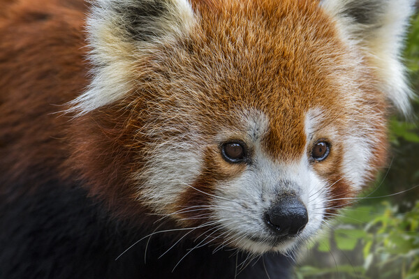 Red Panda Close Up Picture Board by Arterra 
