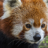 Buy canvas prints of Red Panda Close Up by Arterra 