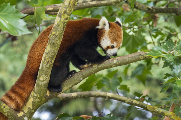 Red Panda in Tree Picture Board by Arterra 