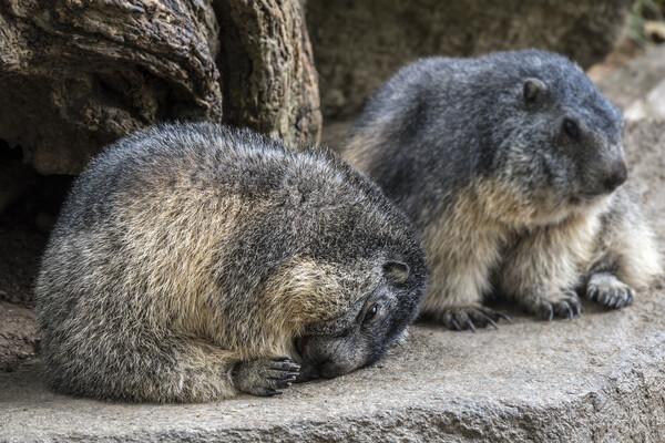 Sleepy Alpine Marmots Picture Board by Arterra 