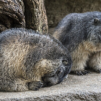 Buy canvas prints of Sleepy Alpine Marmots by Arterra 