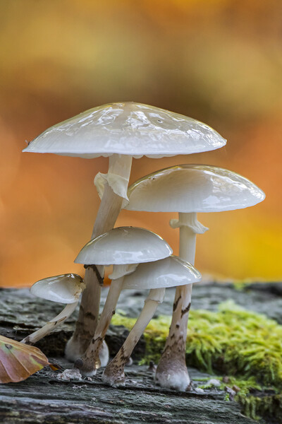 Porcelain Fungus in Wood Picture Board by Arterra 
