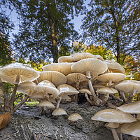 Buy canvas prints of Porcelain Fungus in Forest by Arterra 