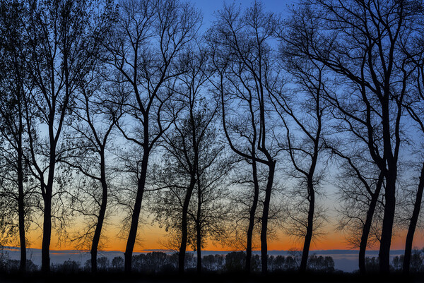 Silhouetted Trees at Sunset Picture Board by Arterra 
