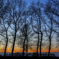 Buy canvas prints of Silhouetted Trees at Sunset by Arterra 
