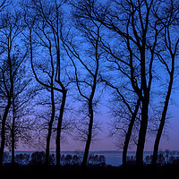 Buy canvas prints of Row of Silhouetted Trees by Arterra 