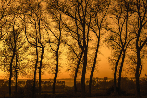 Row of Silhouetted Poplars at Sunset Picture Board by Arterra 